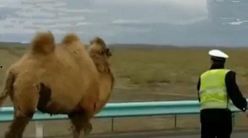 瘦死的骆驼爆料视频,揭秘娱乐圈惊人内幕 第3张 瘦死的骆驼爆料视频,揭秘娱乐圈惊人内幕 第3张